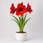 Амариллис красный